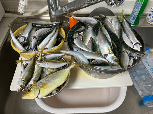 アジの釣果