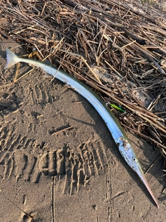 ダツの釣果