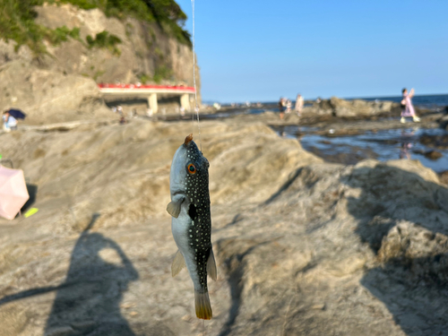 フグの釣果