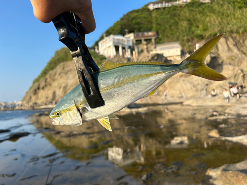 ワカシの釣果