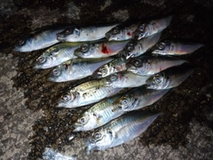 アジの釣果