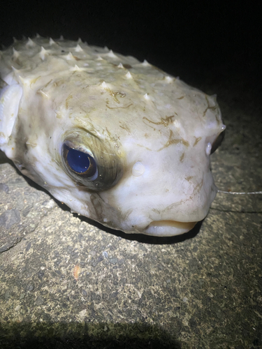 ハリセンボンの釣果