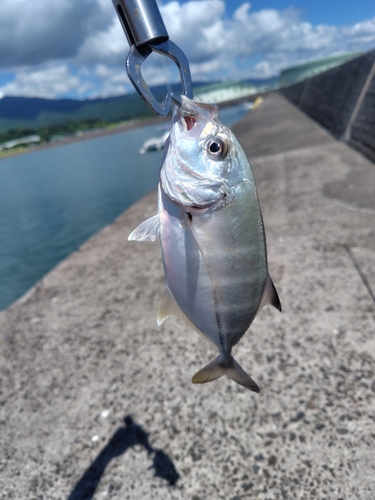 メッキの釣果