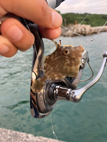 カワハギの釣果