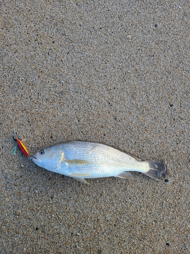 イシモチの釣果