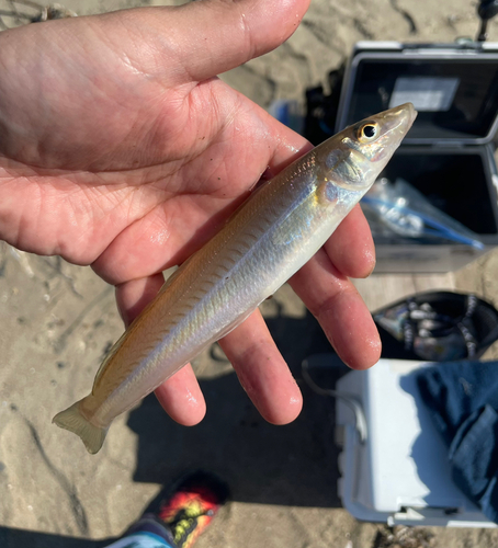 シロギスの釣果