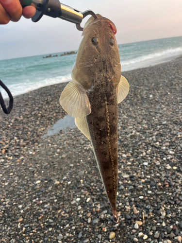 マゴチの釣果