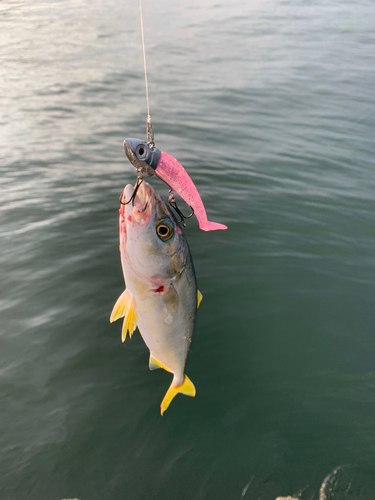 ワカシの釣果