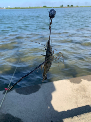 テナガエビの釣果