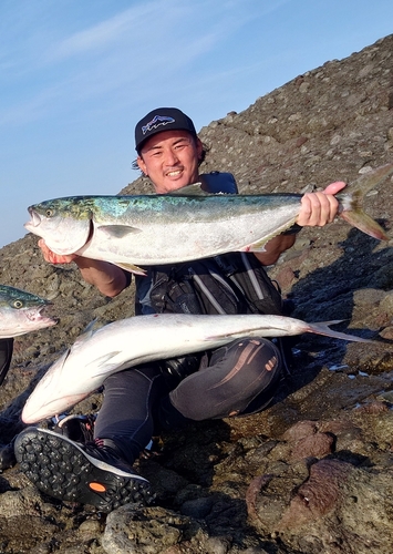 ブリの釣果