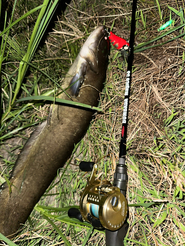 ナマズの釣果