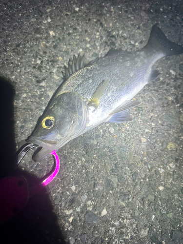 セイゴ（ヒラスズキ）の釣果