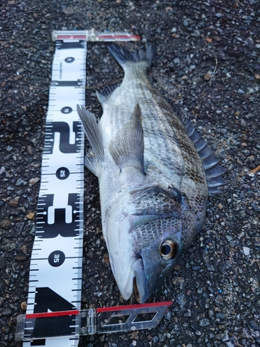 クロダイの釣果