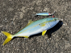 ヤズの釣果