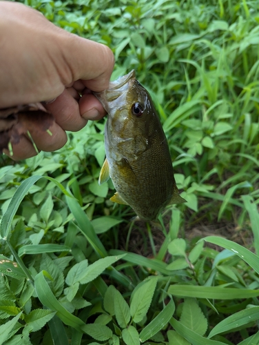 スモールマウスバスの釣果