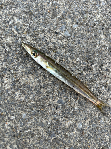 カマスの釣果