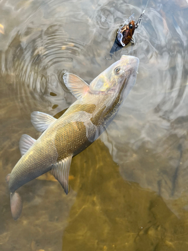 ウグイの釣果