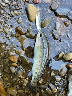 ニジマスの釣果