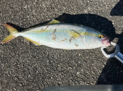 ヤズの釣果