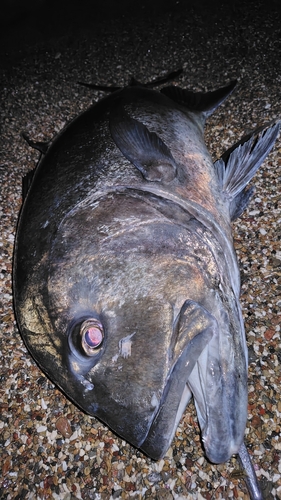 ロウニンアジの釣果