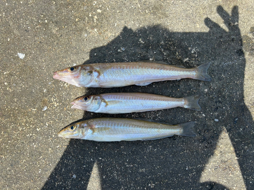 キスの釣果