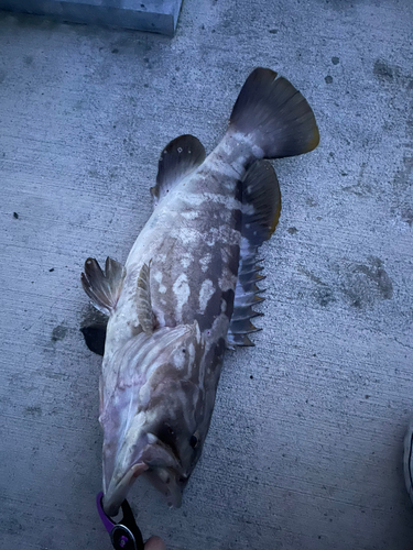 クエの釣果