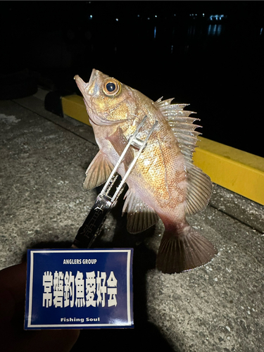 シロメバルの釣果