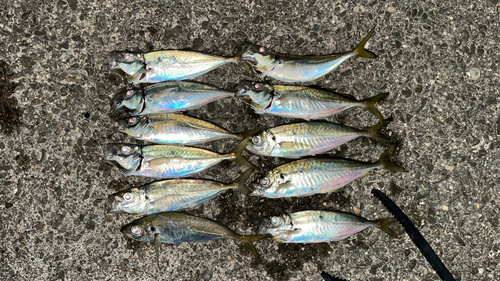 アジの釣果