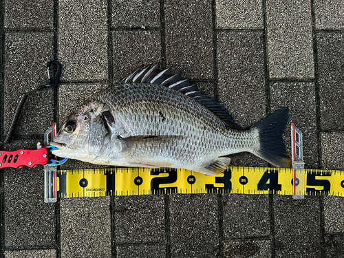 キビレの釣果