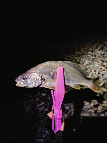 ニベの釣果