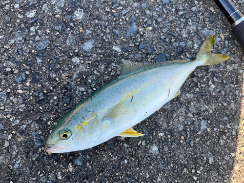 ヤズの釣果