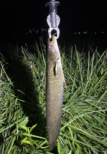 ナマズの釣果