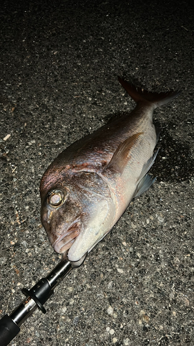 タイの釣果