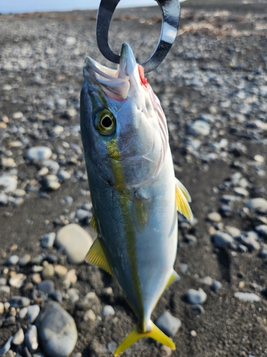 ワカナゴの釣果