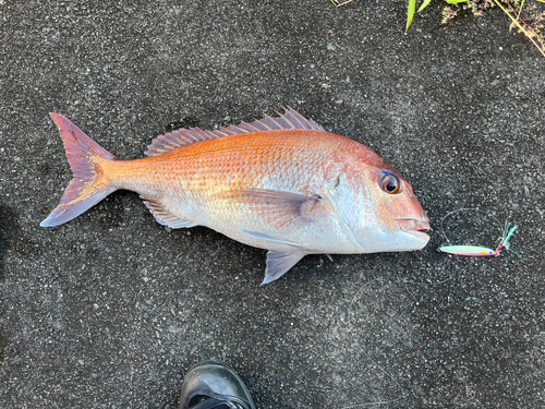 マダイの釣果