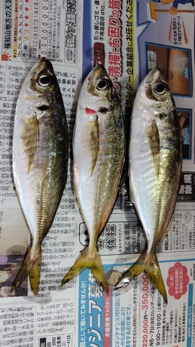 アジの釣果