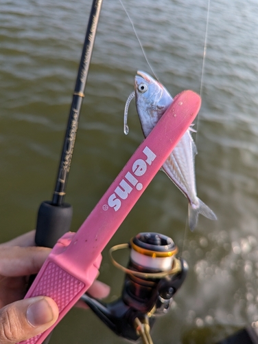 イケカツオの釣果