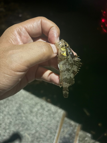 タケノコメバルの釣果