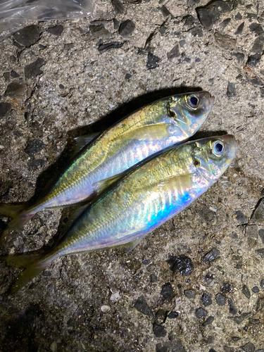 アジの釣果