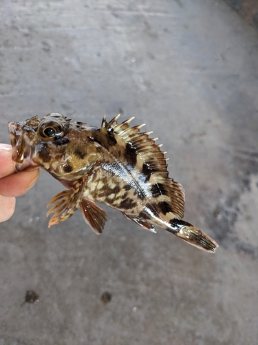 カサゴの釣果