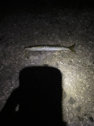 カマスの釣果