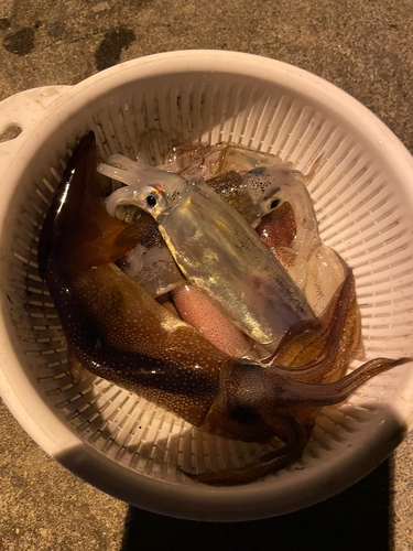 イカの釣果