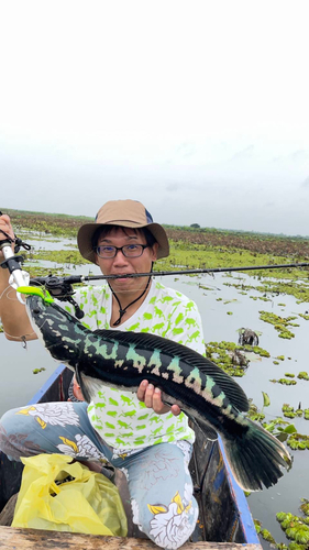 チャドーの釣果