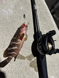 アコウの釣果