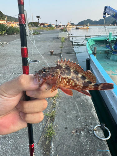 カサゴの釣果