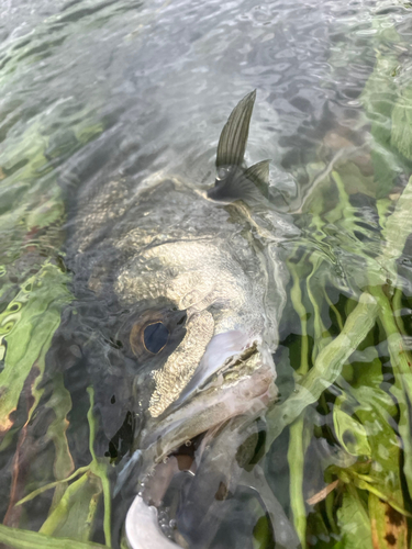 スズキの釣果