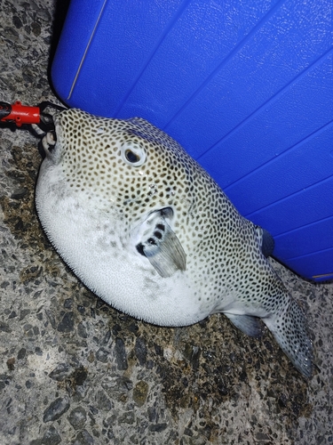 モヨウフグの釣果