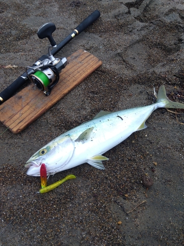 イナダの釣果