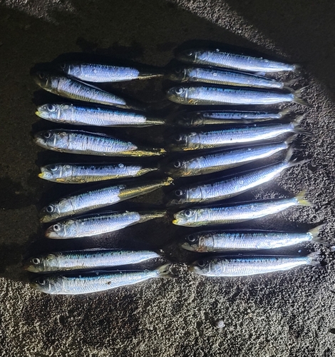 イワシの釣果