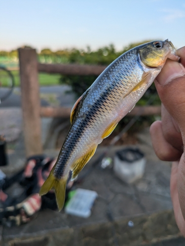 カワムツの釣果